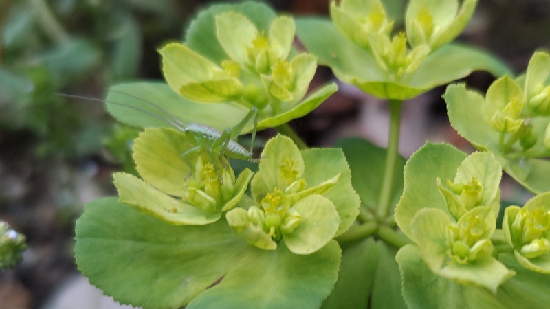 トウダイグサのキリギリスの幼虫 横浜市旭区今川町