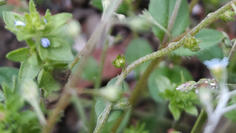 キュウリグサの花と果実 横浜市旭区今川町