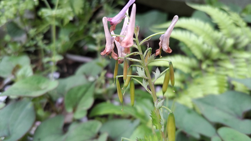 ムラサキケマンの果実 横浜市旭区今川町