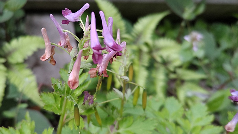 ムラサキケマンの果実 横浜市旭区今川町