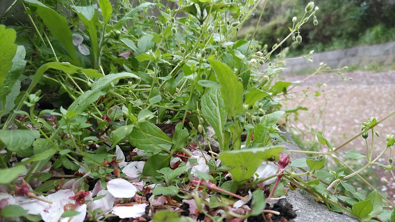 ハコベ 横浜市旭区今川町