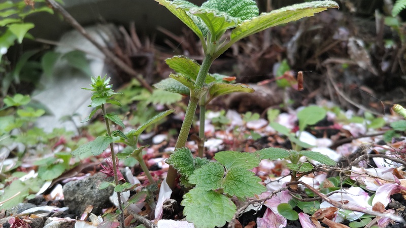 ヒメオドリコソウ 横浜市旭区今川町