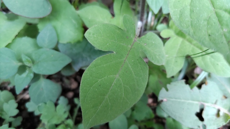 ヒヨドリジョウゴ 横浜市旭区今川町