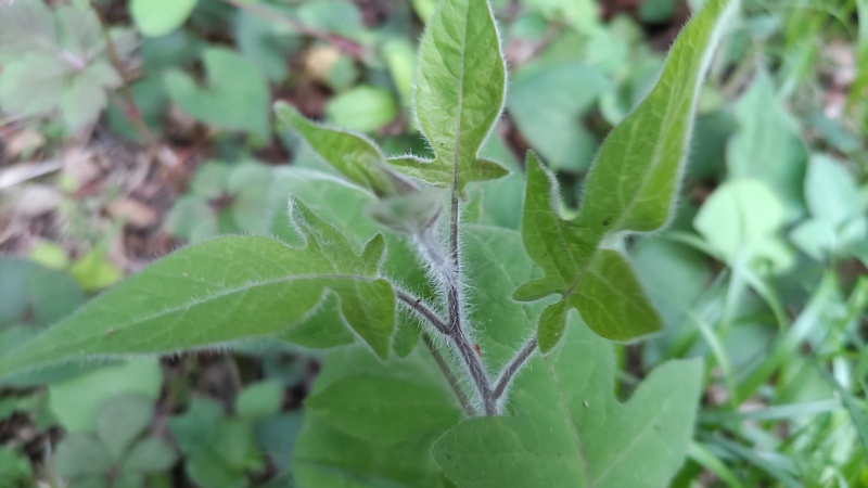 ヒヨドリジョウゴ 横浜市旭区今川町