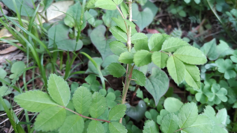 ノイバラ 横浜市旭区今川町