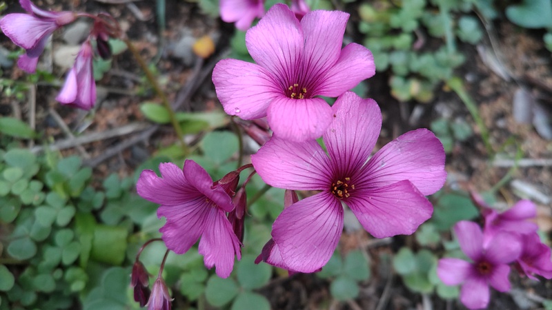 ベニカタバミの花 横浜市旭区今川町