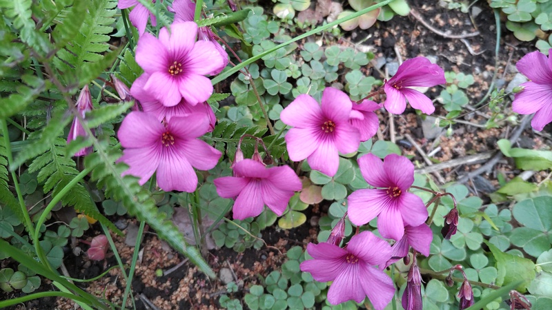 ベニカタバミの花 横浜市旭区今川町
