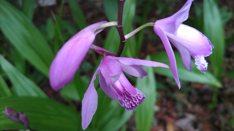 シランの花 横浜市旭区今川町