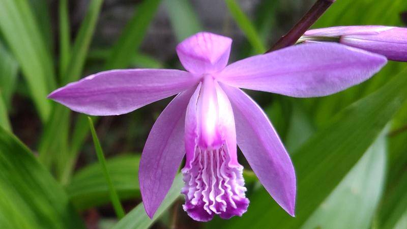 シランの花 横浜市旭区今川町
