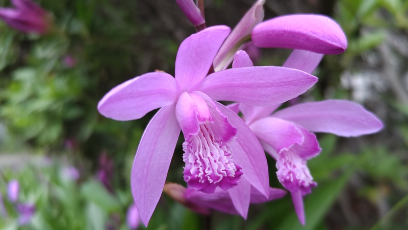 シランの花 横浜市旭区今川町