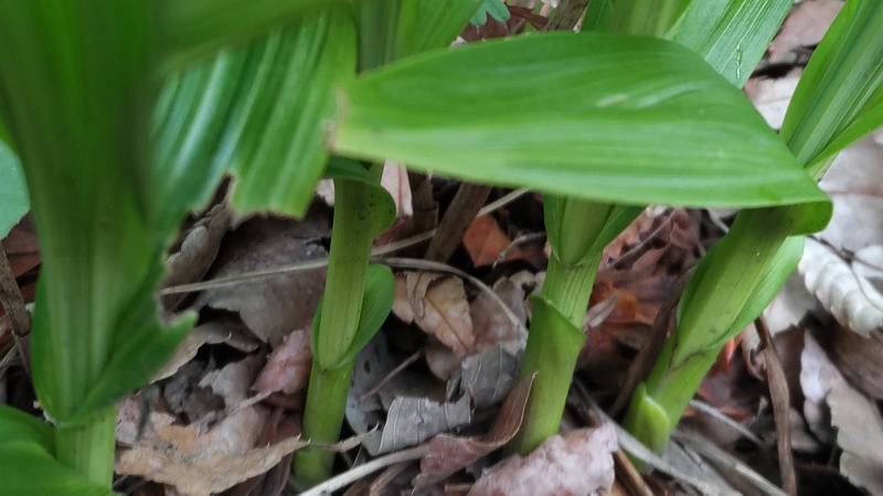 シランの花 横浜市旭区今川町
