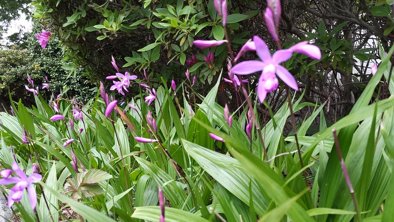 シランの花 横浜市旭区今川町