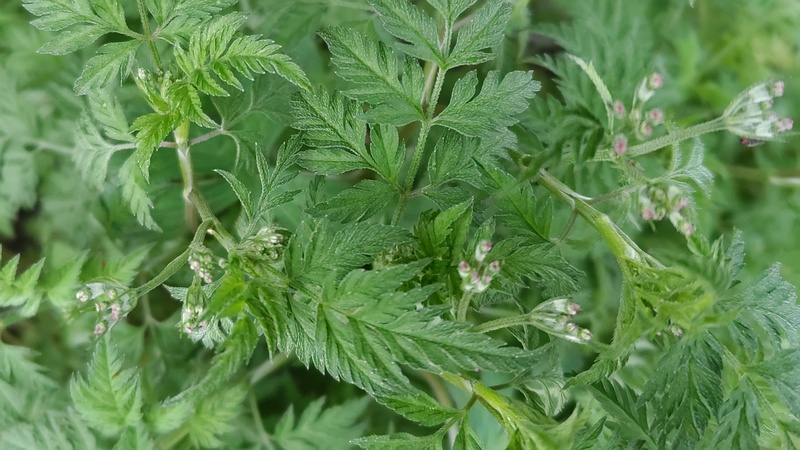 ヨモギの花 横浜市旭区今川町