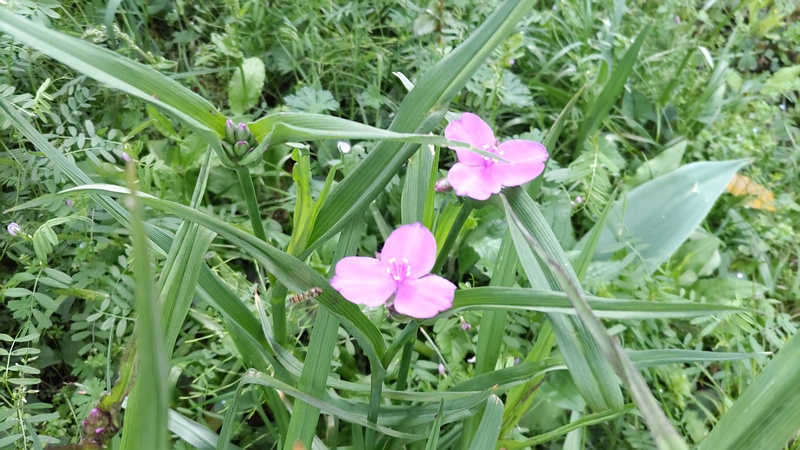 ムラサキツユクサの花 横浜市旭区鶴ヶ峰本町畠山重忠公碑
