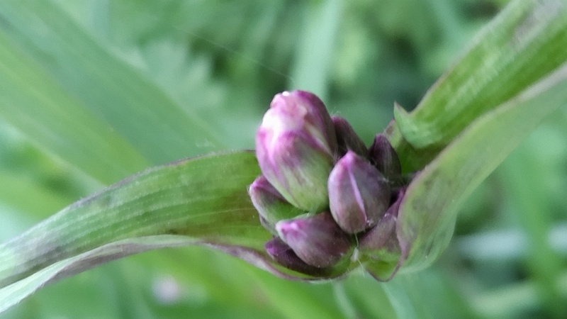 ムラサキツユクサの蕾 横浜市旭区鶴ヶ峰本町畠山重忠公碑