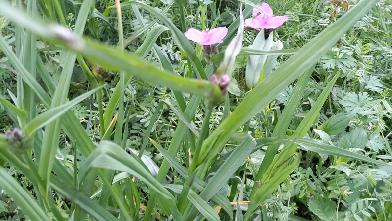 ムラサキツユクサの花 横浜市旭区鶴ヶ峰本町畠山重忠公碑