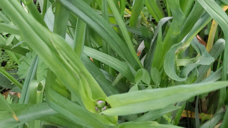 ムラサキツユクサの花 横浜市旭区鶴ヶ峰本町畠山重忠公碑