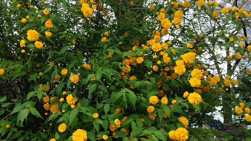 ヤエヤマブキの花 横浜市旭区鶴ヶ峰