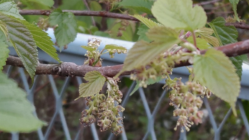 クワの雄花 横浜市旭区鶴ヶ峰