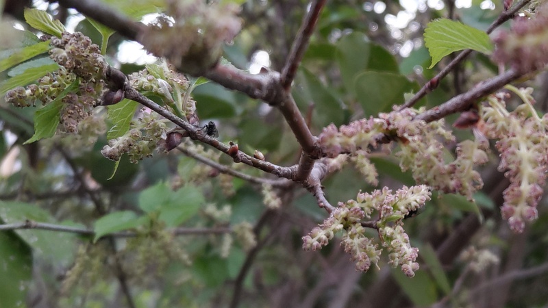 クワの雄花 横浜市旭区鶴ヶ峰