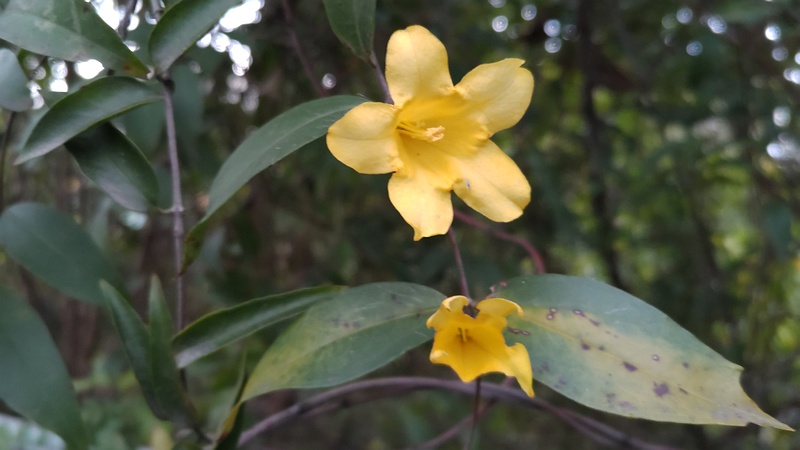 カロライナジャスミンの花 横浜市旭区鶴ヶ峰