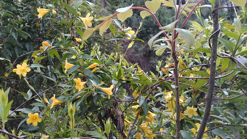 カロライナジャスミンの花 横浜市旭区鶴ヶ峰