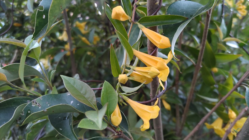 カロライナジャスミンの花 横浜市旭区鶴ヶ峰