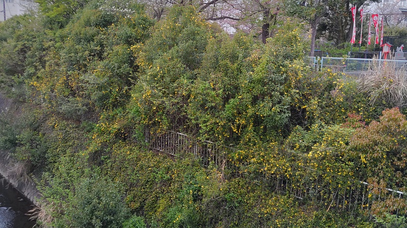 カロライナジャスミン 横浜市旭区鶴ヶ峰