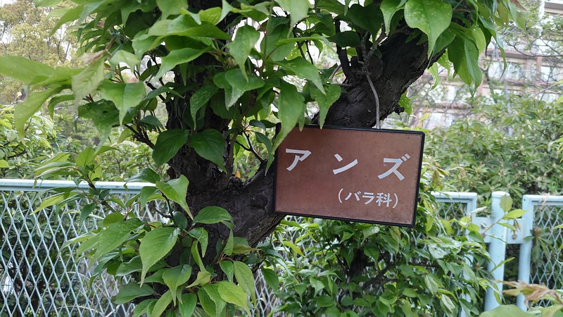 アンズの名札 横浜市旭区鶴ヶ峰