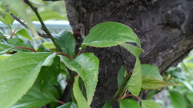 アンズ 横浜市旭区鶴ヶ峰