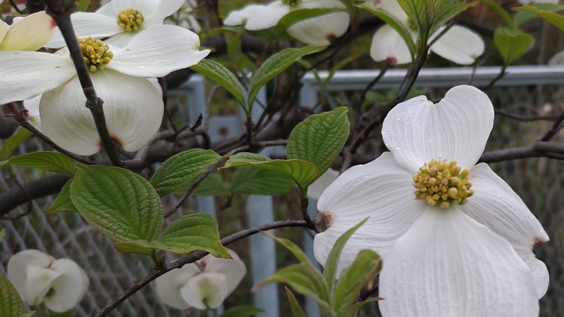 ハナミズキの花 横浜市旭区鶴ヶ峰