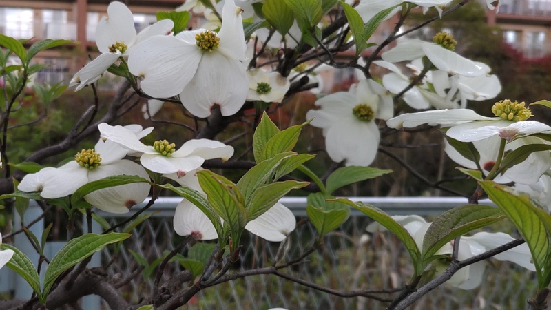ハナミズキの花 横浜市旭区鶴ヶ峰