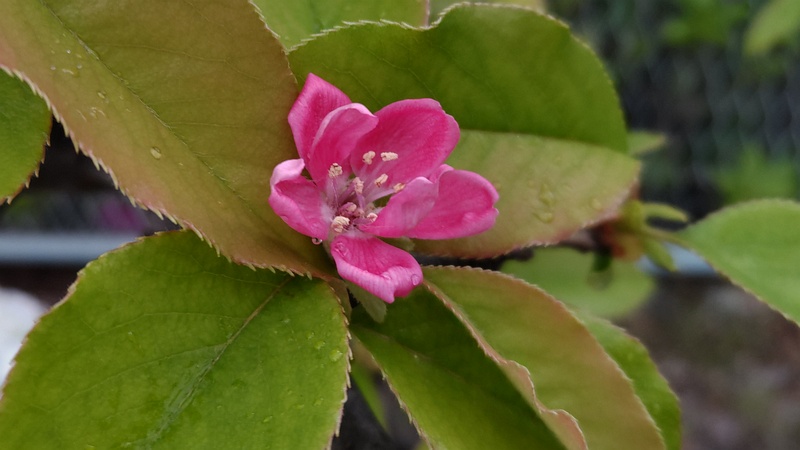 カリンの花 横浜市旭区鶴ヶ峰