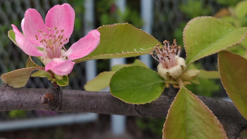 カリンの花 横浜市旭区鶴ヶ峰