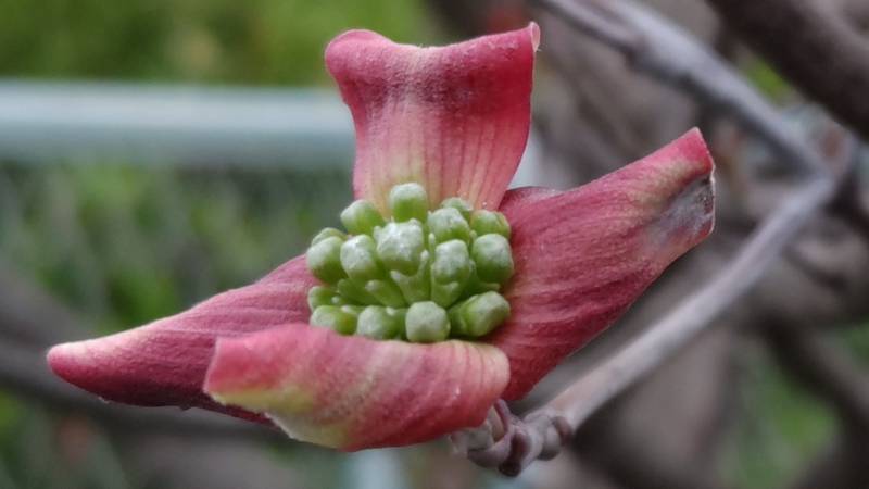 ハナミズキの花 横浜市旭区鶴ヶ峰