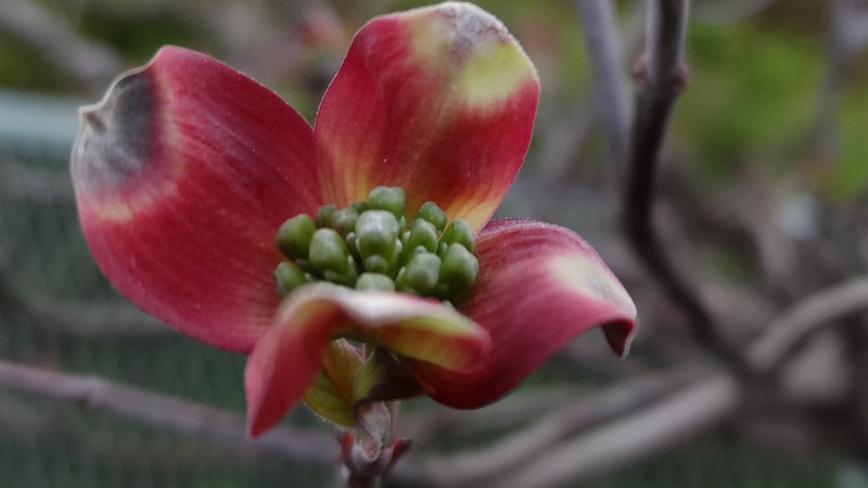 ハナミズキの花 横浜市旭区鶴ヶ峰