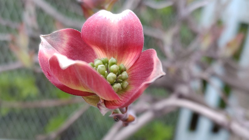 ハナミズキの花 横浜市旭区鶴ヶ峰