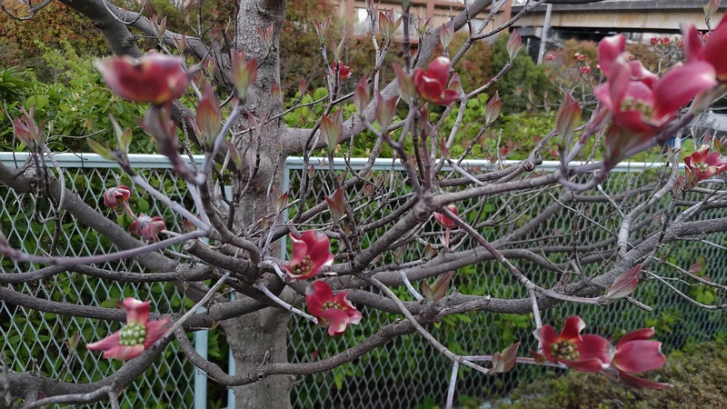 ハナミズキの花 横浜市旭区鶴ヶ峰
