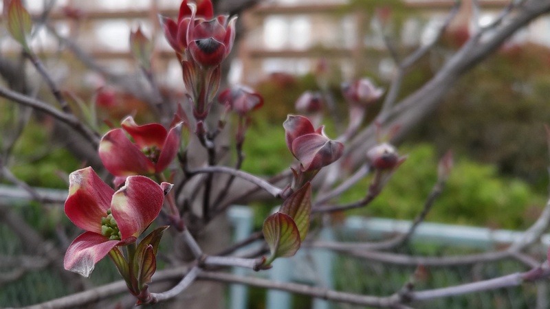 ハナミズキの花 横浜市旭区鶴ヶ峰