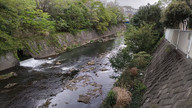 帷子川 横浜市旭区鶴ヶ峰