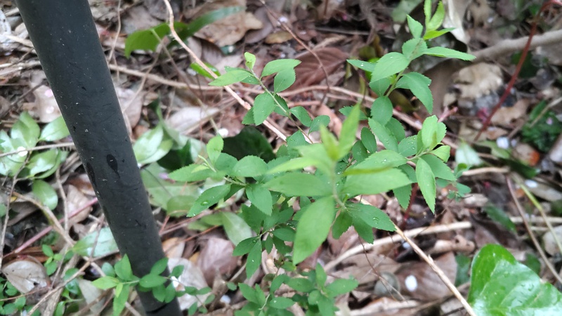 コムラサキ 横浜市旭区鶴ヶ峰