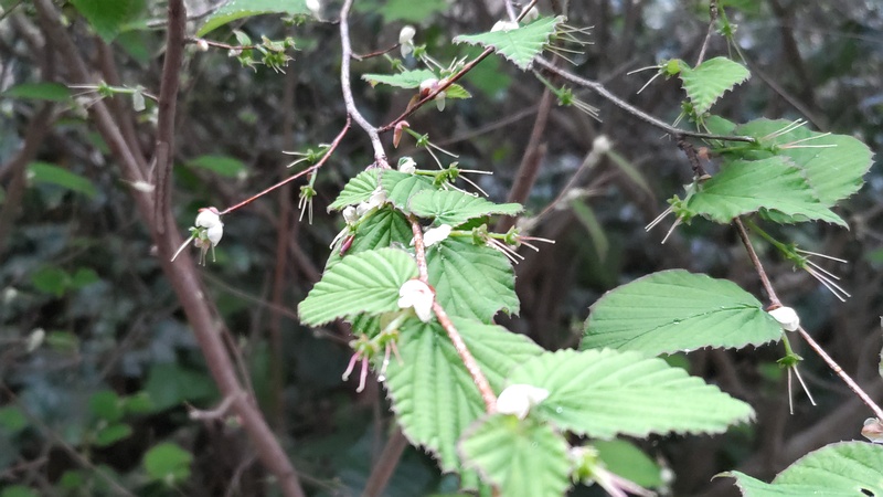 ヒュウガミズキの花後 横浜市旭区鶴ヶ峰