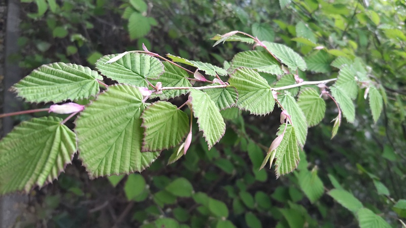 ヒュウガミズキ 横浜市旭区鶴ヶ峰