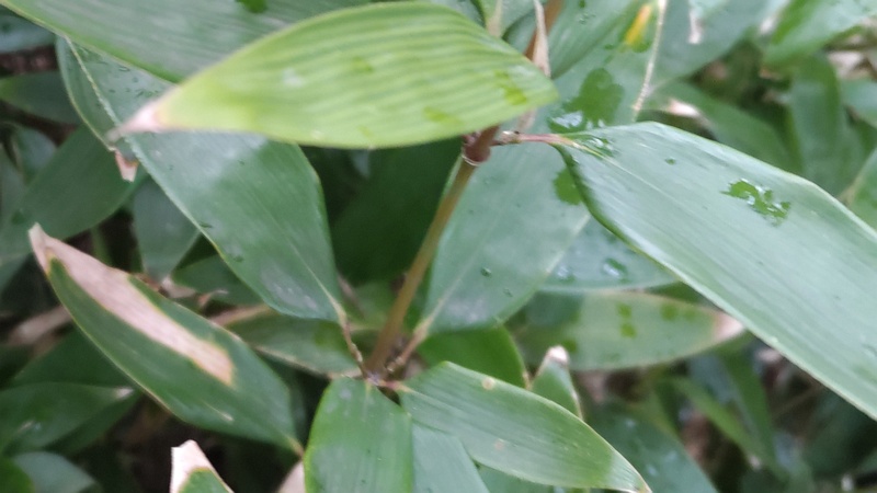 オカメザサ 横浜市旭区帷子川親水緑道