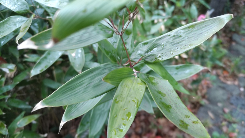 オカメザサ 横浜市旭区帷子川親水緑道