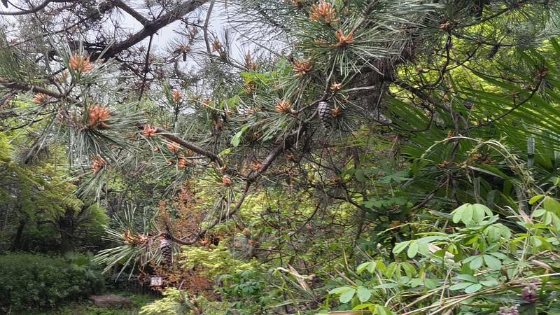 アカマツ 横浜市旭区帷子川親水緑道