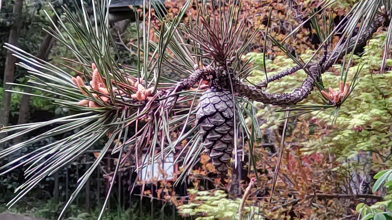 アカマツの花と果実 横浜市旭区帷子川親水緑道
