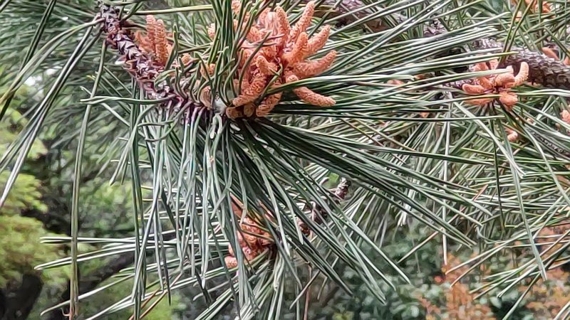 アカマツの花と果実 横浜市旭区帷子川親水緑道