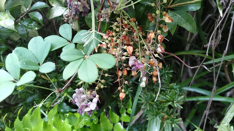 アケビの雄花 横浜市旭区帷子川親水緑道
