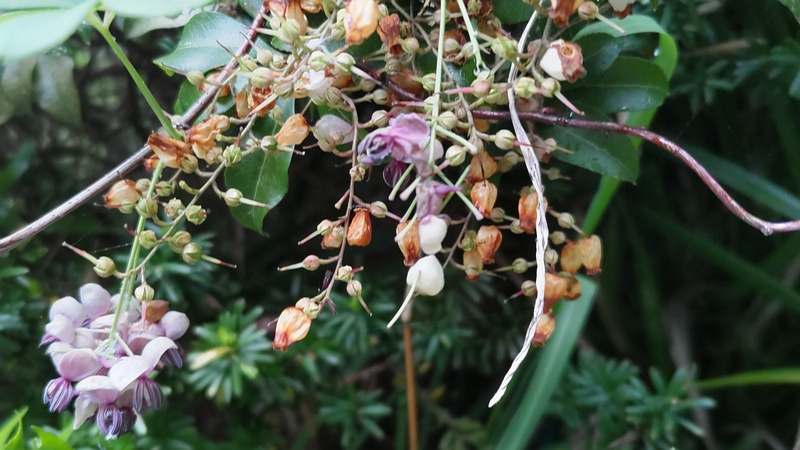 アケビの雄花 横浜市旭区帷子川親水緑道